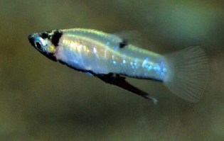 Gerardinus metallicus3